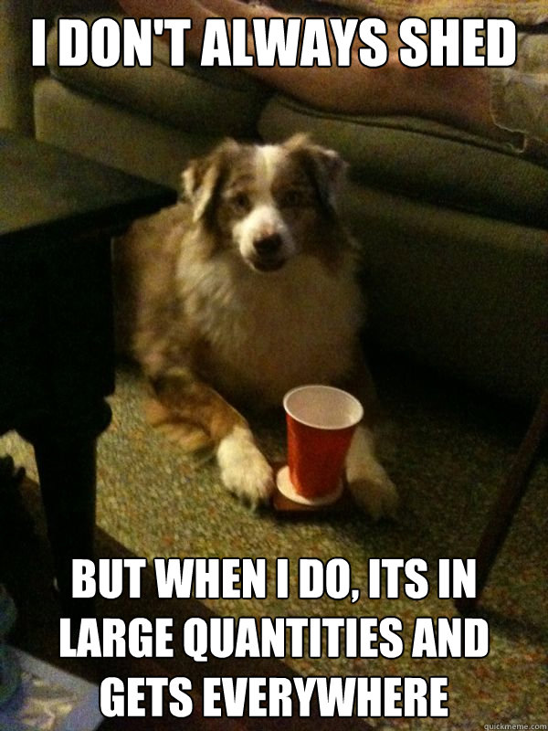 I don't always shed But when I do, its in large quantities and gets everywhere  Drink Dog