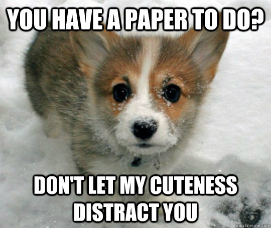 You have a paper to do? don't let my cuteness distract you  