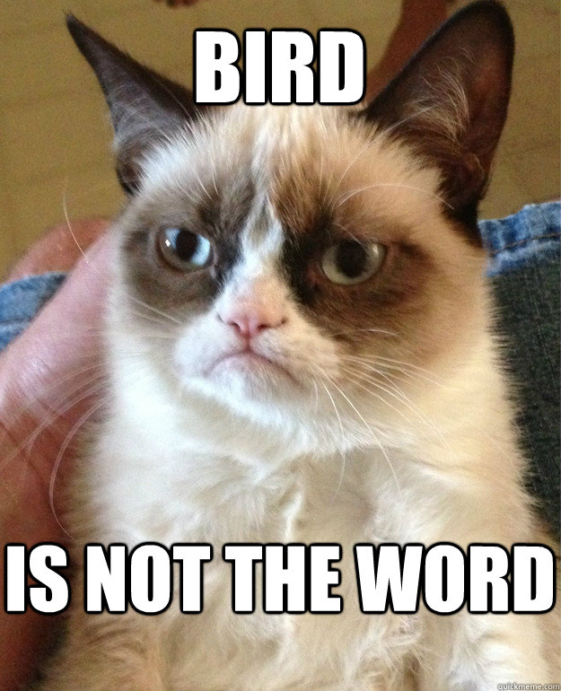 bird is NOT the word  Grumpy Cat
