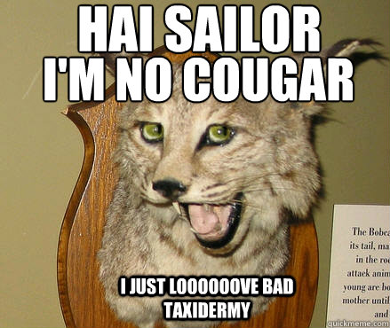 Hai Sailor I'm no Cougar I Just LOOOOOOVE Bad Taxidermy  Flirty Bobcat