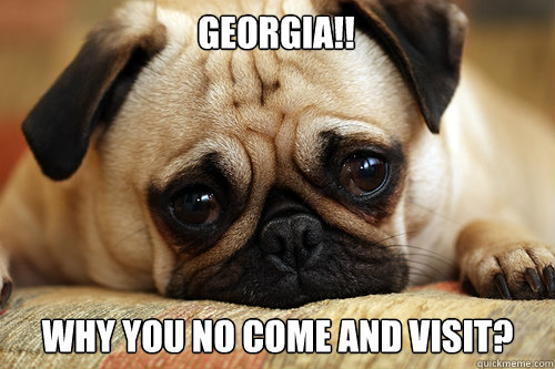 Georgia!! Why you no come and visit? - Georgia!! Why you no come and visit?  sad pug