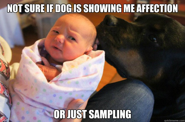 Not sure if dog is showing me affection or just sampling  SkepticalBaby