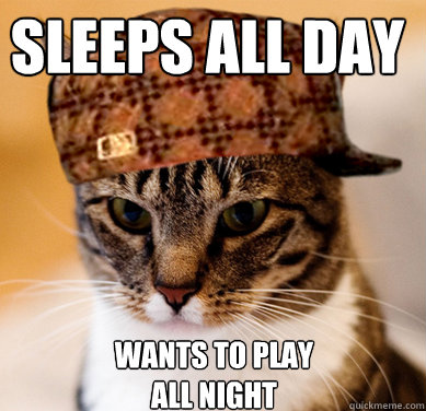 Sleeps all Day wants to play all night  Scumbag Cat