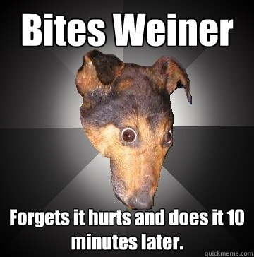 Bites Weiner Forgets it hurts and does it 10 minutes later.  Depression Dog