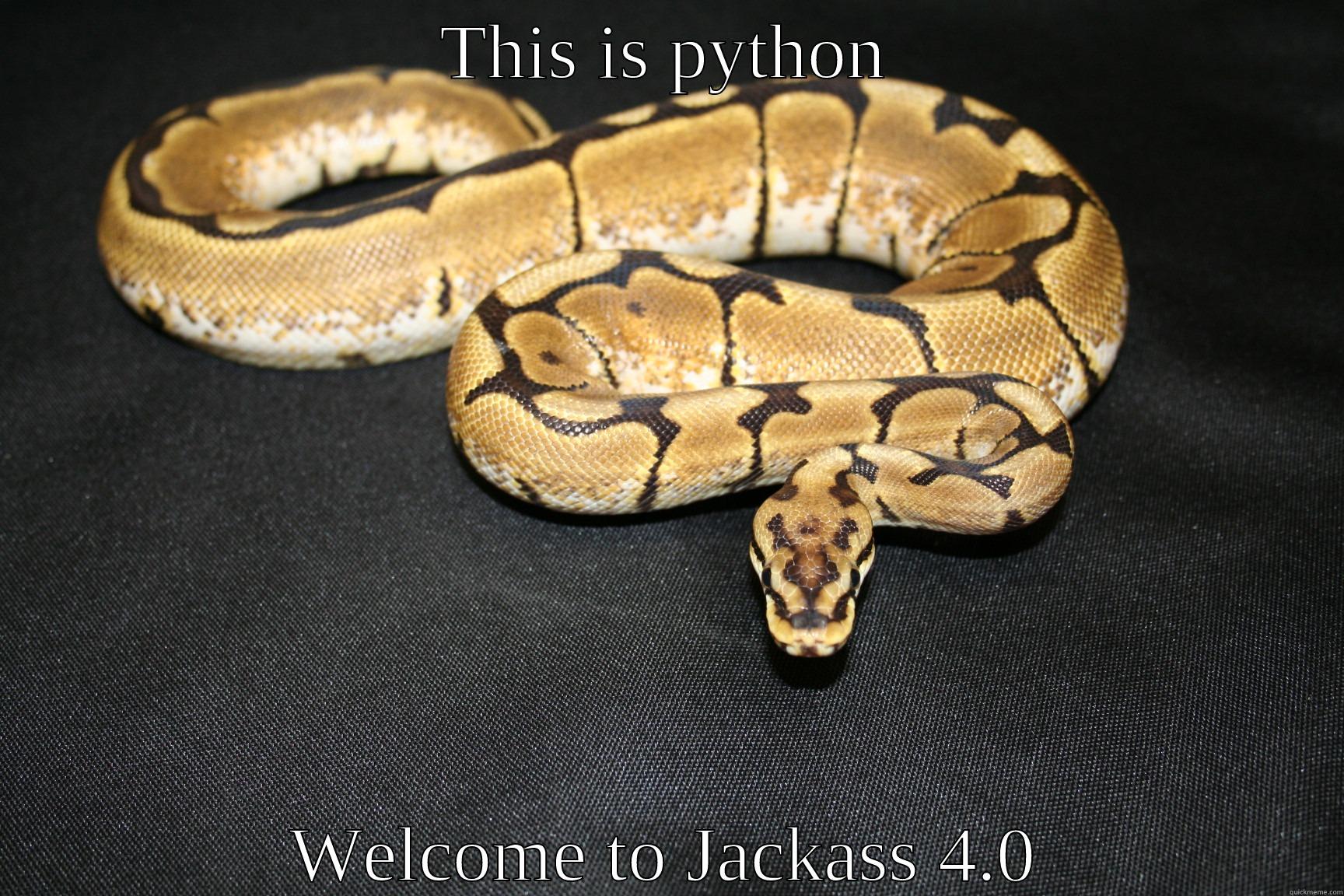 THIS IS PYTHON WELCOME TO JACKASS 4.0 Misc