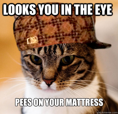 looks you in the eye pees on your mattress  Scumbag Cat