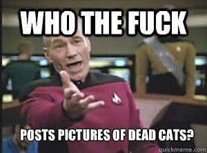 who the fuck Posts pictures of dead cats?  Annoyed Picard