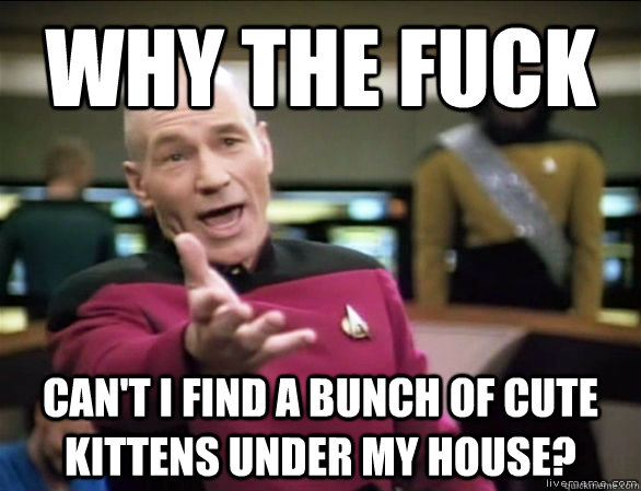 Why the fuck can't i find a bunch of cute kittens under my house?  Annoyed Picard HD