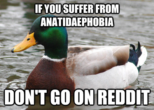 If you suffer from anatidaephobia don't go on reddit - If you suffer from anatidaephobia don't go on reddit  Actual Advice Mallard