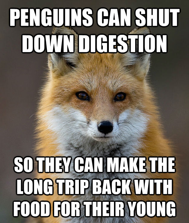 PENGUINS CAN SHUT DOWN DIGESTION  SO THEY CAN MAKE THE LONG TRIP BACK WITH FOOD FOR THEIR YOUNG - PENGUINS CAN SHUT DOWN DIGESTION  SO THEY CAN MAKE THE LONG TRIP BACK WITH FOOD FOR THEIR YOUNG  Fun Fact Fox