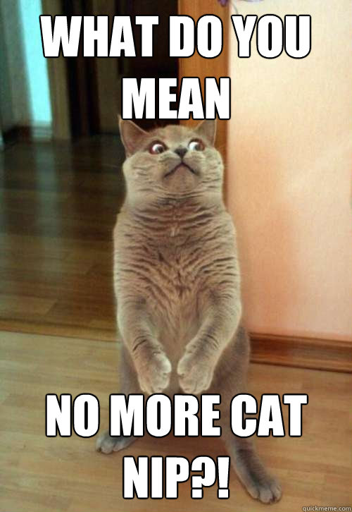 What do you mean No more Cat Nip?!  Horrorcat