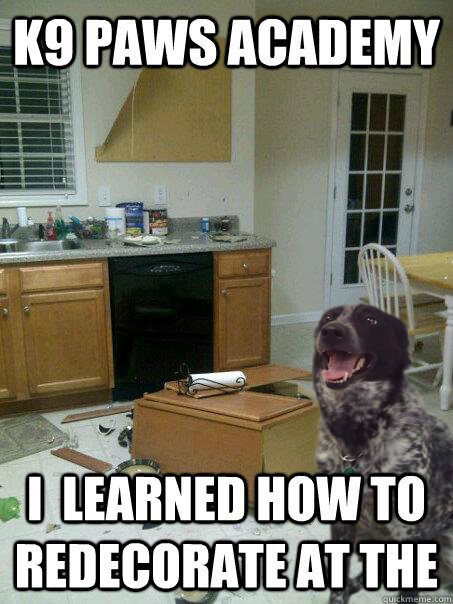 k9 paws academy i  learned how to redecorate at the  