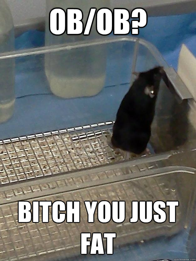 ob/ob? bitch you just fat  Hood Rats