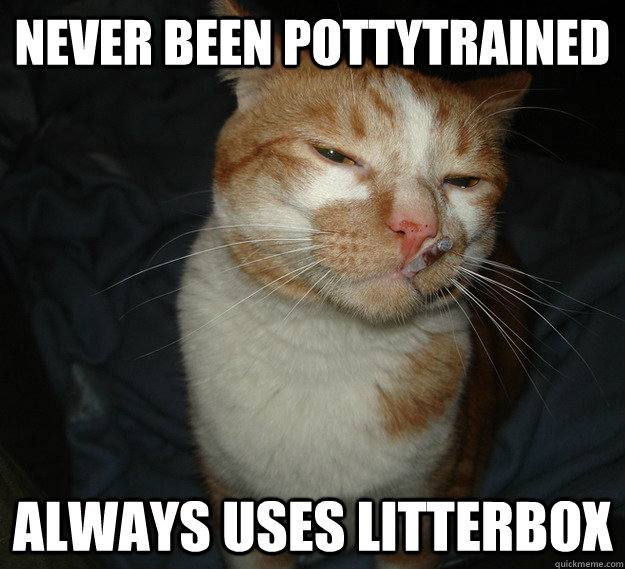Never been pottytrained Always uses litterbox  Cool Cat Craig