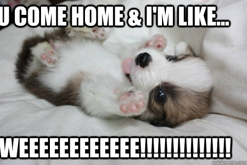 U come home & i'm like... Weeeeeeeeeeee!!!!!!!!!!!!!!  Ecstatic Puppy