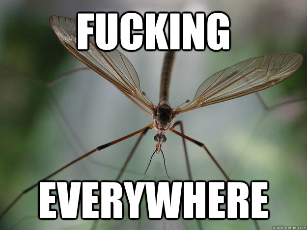 FUCKING EVERYWHERE  crane flies