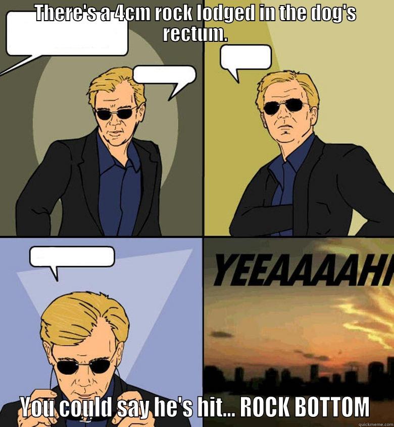 THERE'S A 4CM ROCK LODGED IN THE DOG'S RECTUM. YOU COULD SAY HE'S HIT... ROCK BOTTOM Horatio Cane YEEAAAAHH
