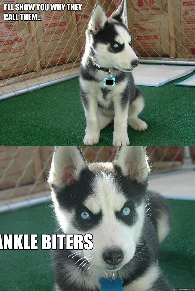 I'll show you why they
call them... ankle biters  Insanity puppy