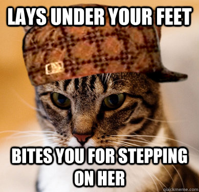 Lays under your feet Bites you for stepping on her  Scumbag Cat