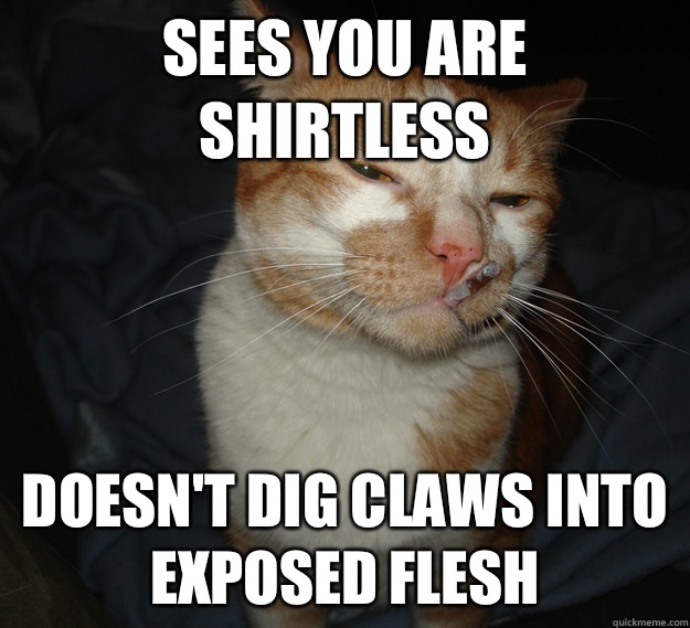 sees you are shirtless doesn't dig claws into exposed flesh   Good Guy Cat