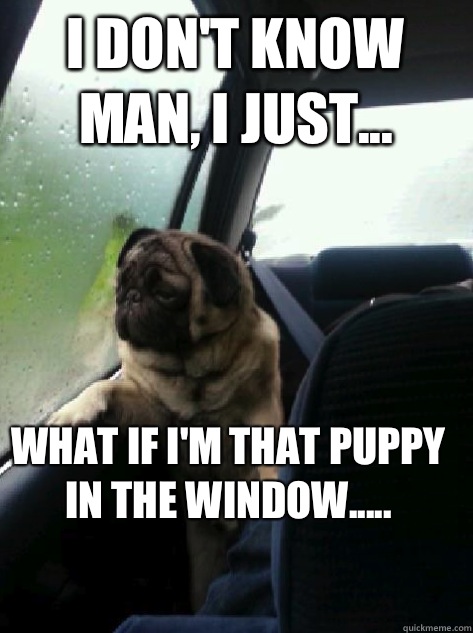 I don't know man, I just... what if I'm that puppy in the window.....  Introspective Pug