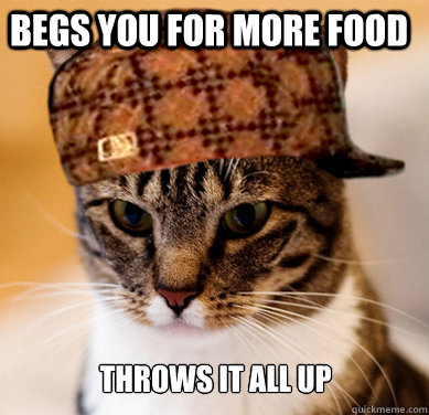 begs you for more food throws it all up  Scumbag Cat