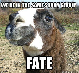 we're in the same study group FATE - we're in the same study group FATE  Drama Llama