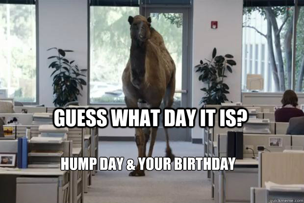 Guess what day it is? Hump day & your birthday - Guess what day it is? Hump day & your birthday  Hump Day Camel