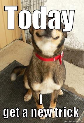 TODAY I GET A NEW TRICK Good Dog Greg