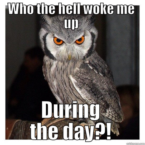 WHO THE HELL WOKE ME UP DURING THE DAY?! Misc