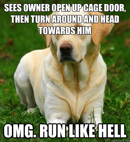 Sees owner open up cage door, then turn around and head towards him Omg. Run like hell - Sees owner open up cage door, then turn around and head towards him Omg. Run like hell  Dog Logic