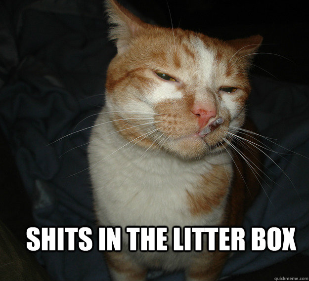 Shits in the litter box  Cool Cat Craig