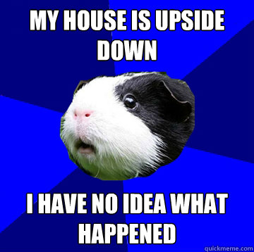 my house is upside down i have no idea what happened  Jumpy Guinea Pig