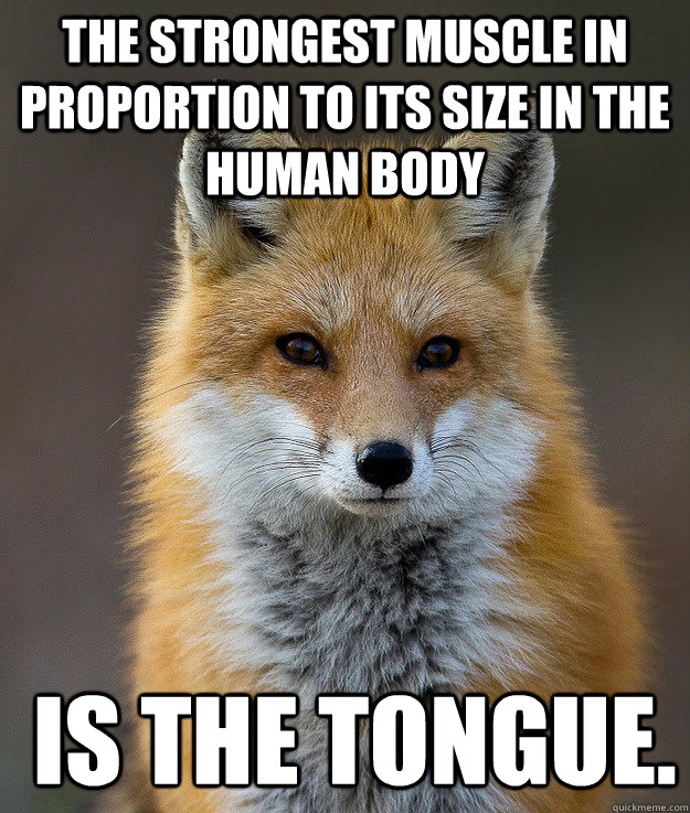 The strongest muscle in proportion to its size in the human body  is the tongue.  - The strongest muscle in proportion to its size in the human body  is the tongue.   Fun Fact Fox