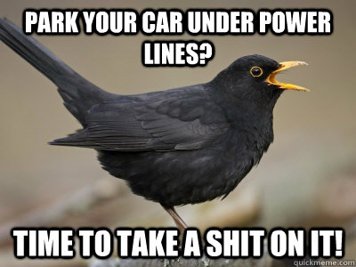Park your car under power lines? Time to take a shit on it!  Scumbag Blackbird