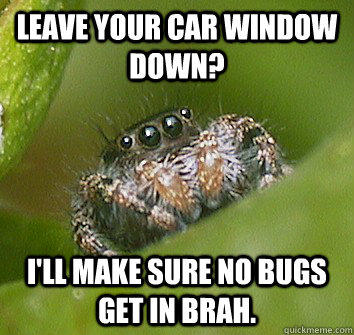 Leave your car window down? i'll make sure no bugs get in brah. - Leave your car window down? i'll make sure no bugs get in brah.  Misunderstood Spider