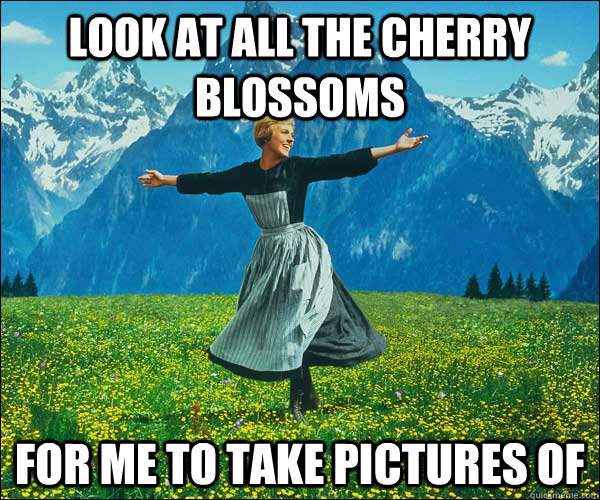look at all the cherry blossoms for me to take pictures of  Look At All The Fucks I Give