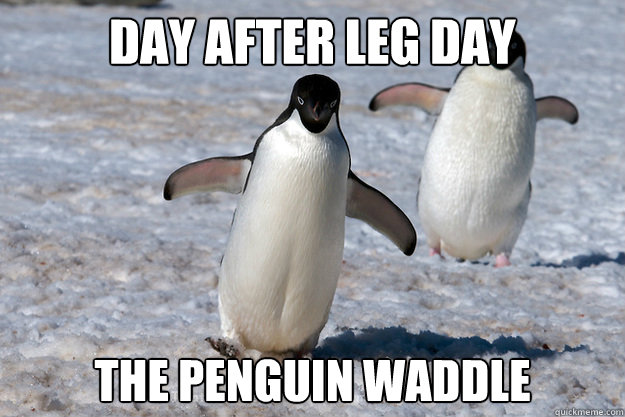 day after leg day the penguin waddle  Leg Day