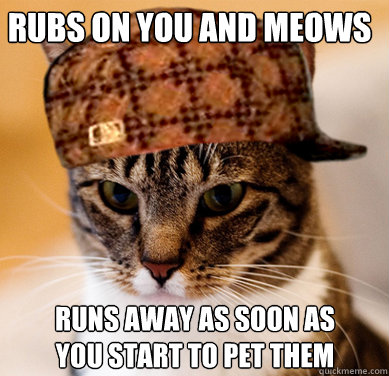 Rubs on you and meows runs away as soon as you start to pet them  Scumbag Cat