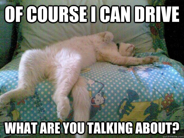 Of course I can drive what are you talking about?  Drunk Cat