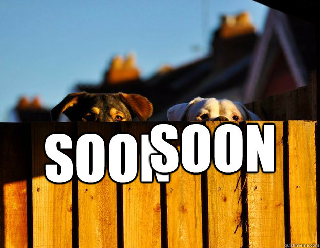Soon Soon  Fence Dogs