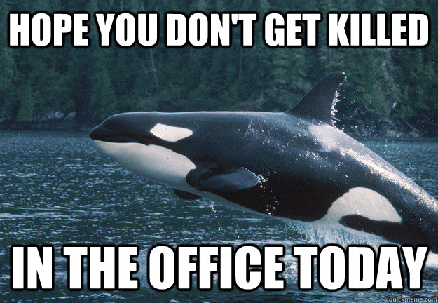 Hope you don't get killed in the office today - Hope you don't get killed in the office today  Compassionate Killer Whale
