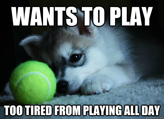 Wants to play Too tired from playing all day - Wants to play Too tired from playing all day  First World Puppy