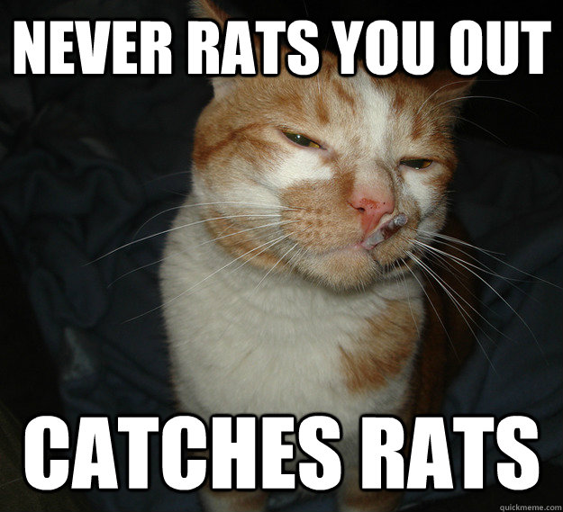 Never rats you out Catches Rats  Cool Cat Craig