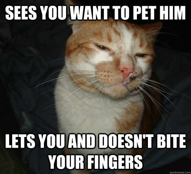 Sees you want to pet him Lets you and doesn't bite your fingers  Cool Cat Craig