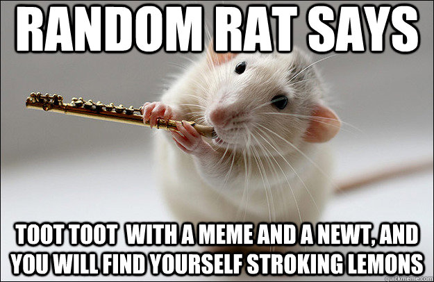 random rat says toot toot  with a meme and a newt, and you will find yourself stroking lemons  Random Rat