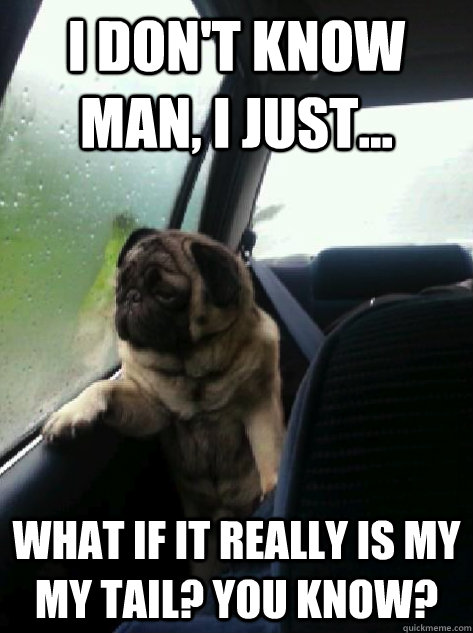 I don't know man, I just... What if it really is my my tail? you know? - I don't know man, I just... What if it really is my my tail? you know?  Introspective Pug