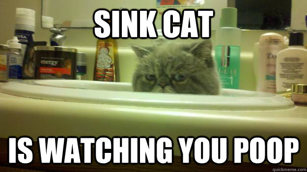 Sink cat is watching you poop  