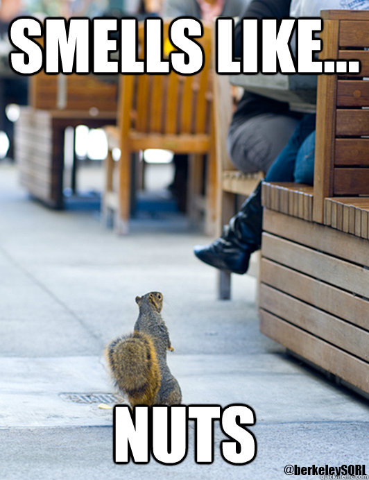 Smells like... NUTS  Attention whore squirrel