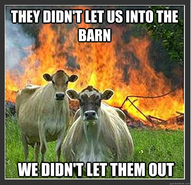 They didn't let us into the barn we didn't let them out   Evil cows